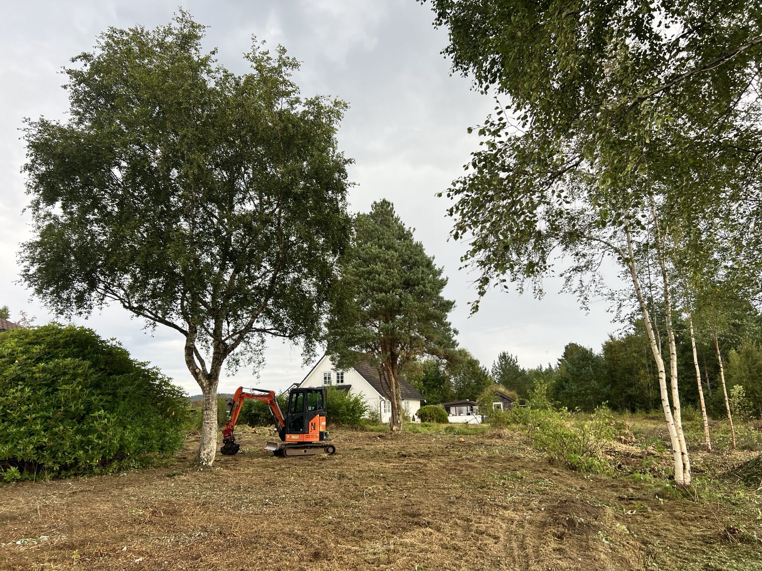 Trefelling i høyden
