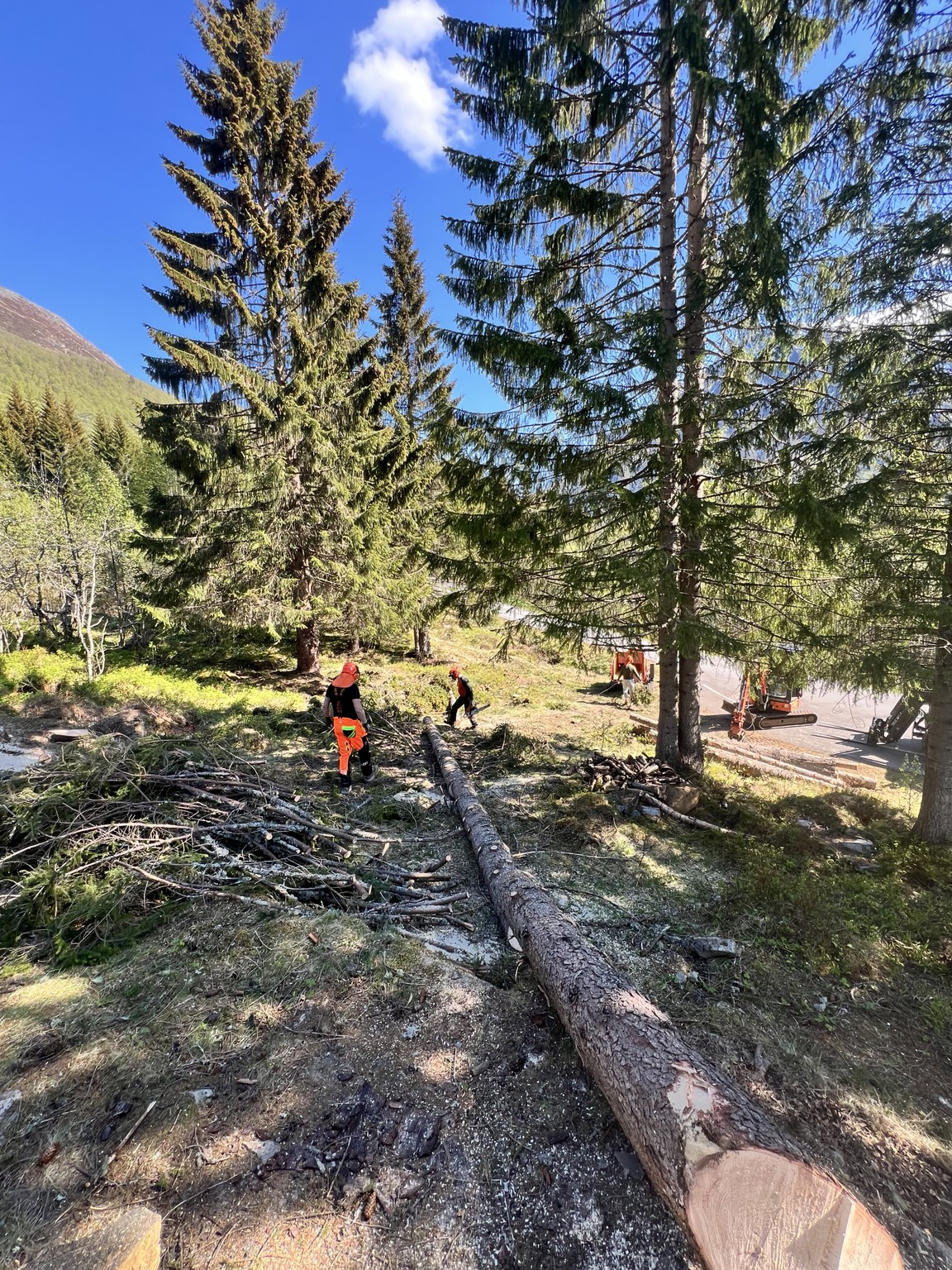 Trefelling og rydding i skog